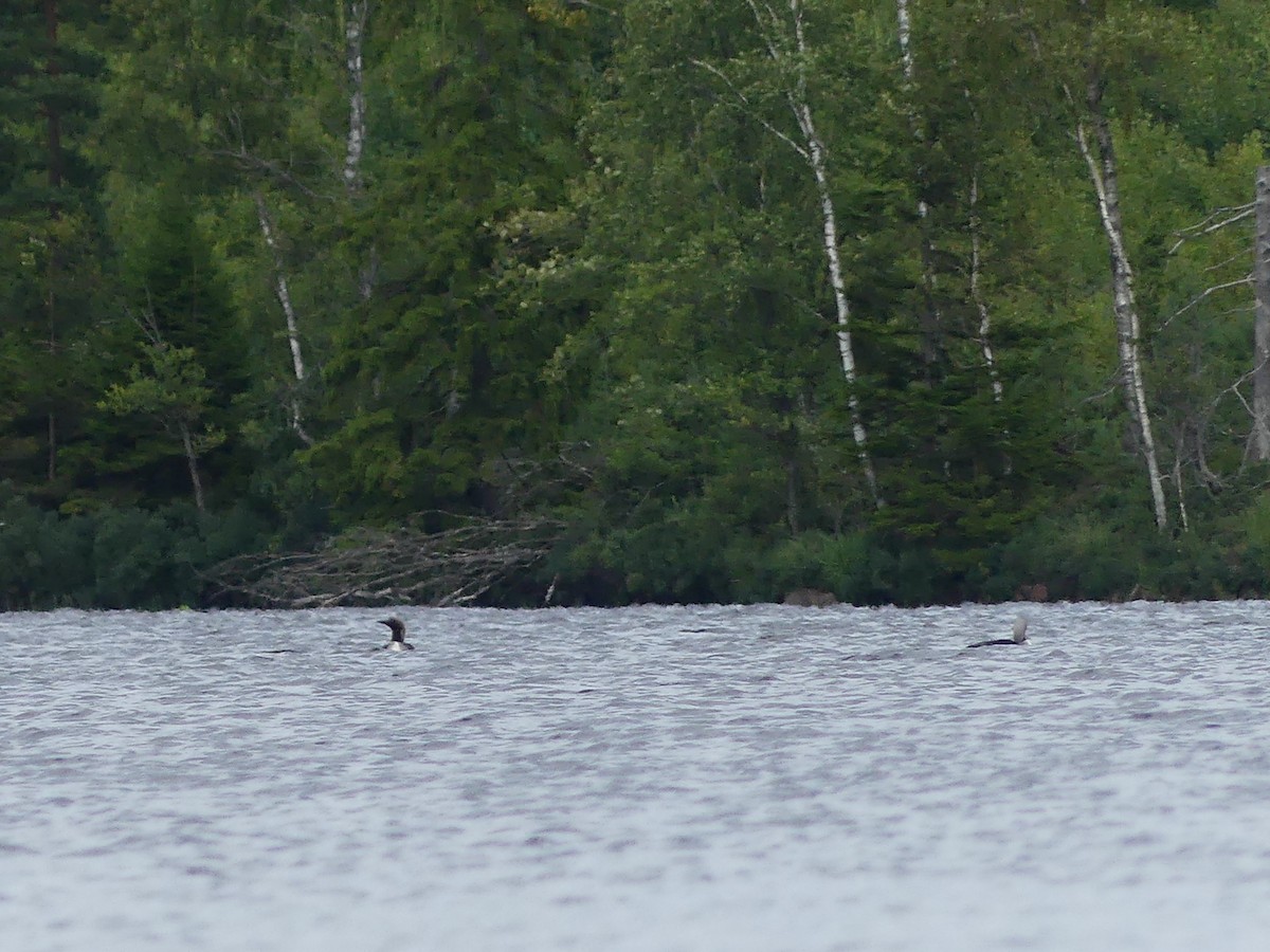 Arctic Loon - ML613276273