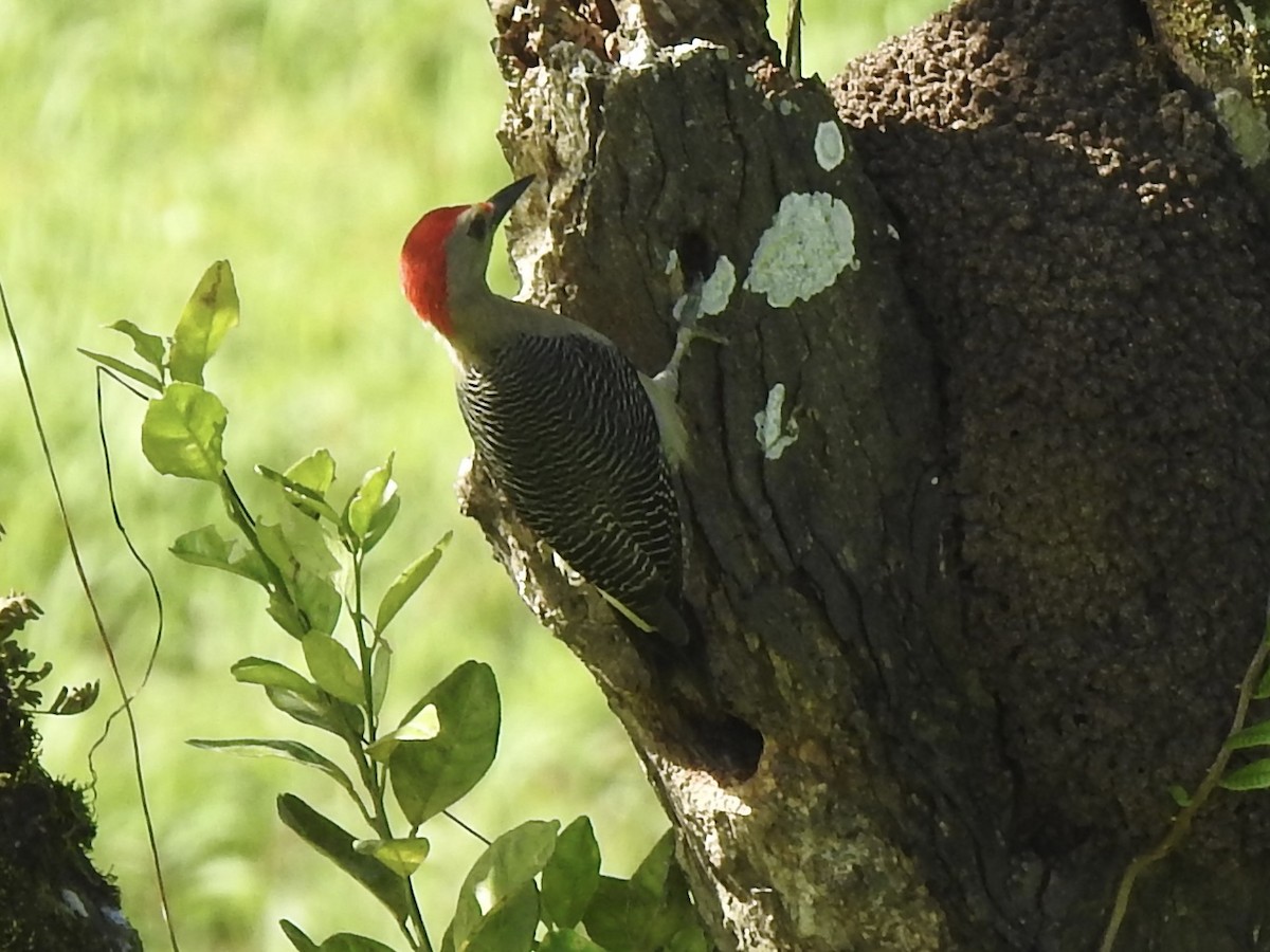 Golden-fronted Woodpecker - ML613276299