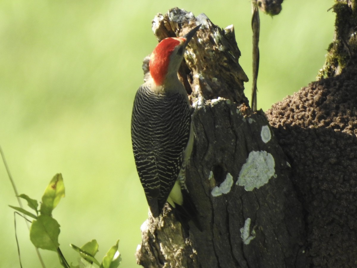 Golden-fronted Woodpecker - ML613276300