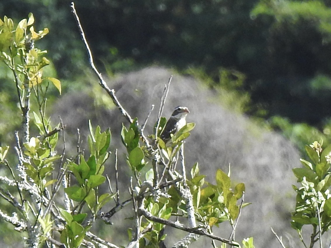 Rose-breasted Grosbeak - ML613276308