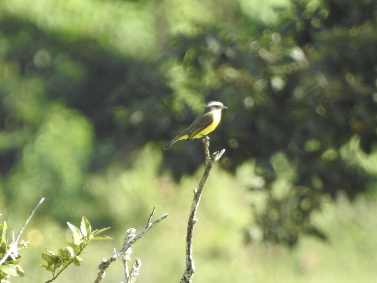 Social Flycatcher - ML613276309