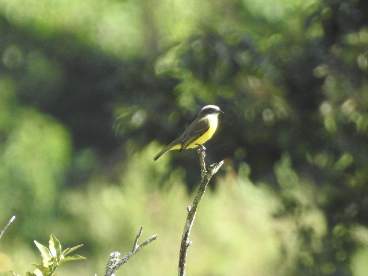 Social Flycatcher - ML613276310