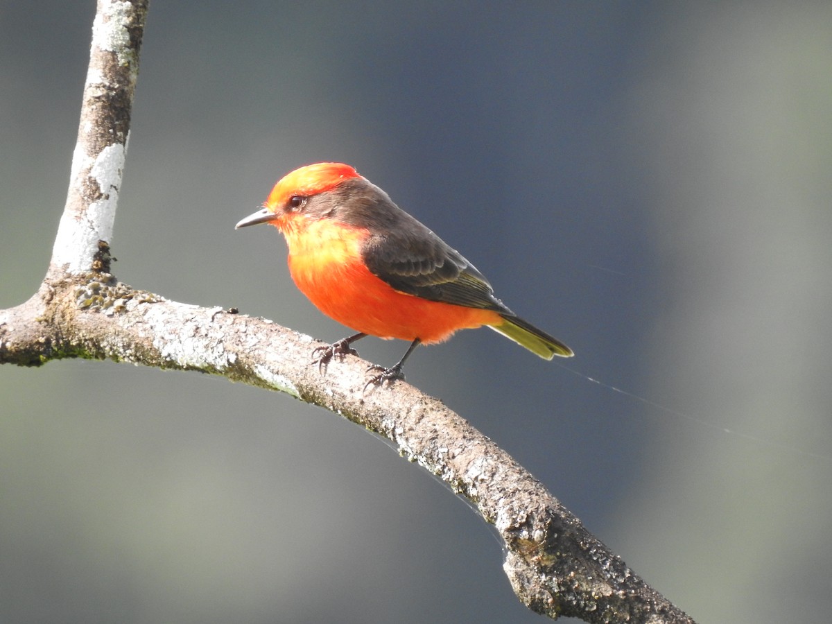 Vermilion Flycatcher - ML613276313