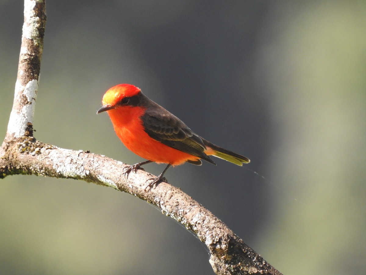 Vermilion Flycatcher - ML613276315