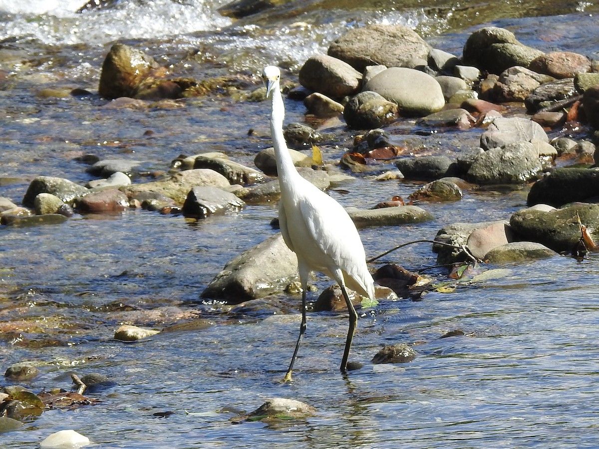 Snowy Egret - ML613276338