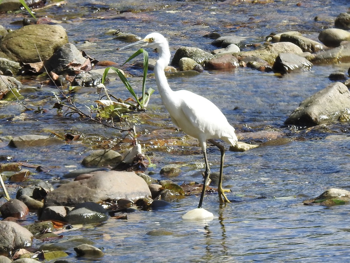 Snowy Egret - ML613276340