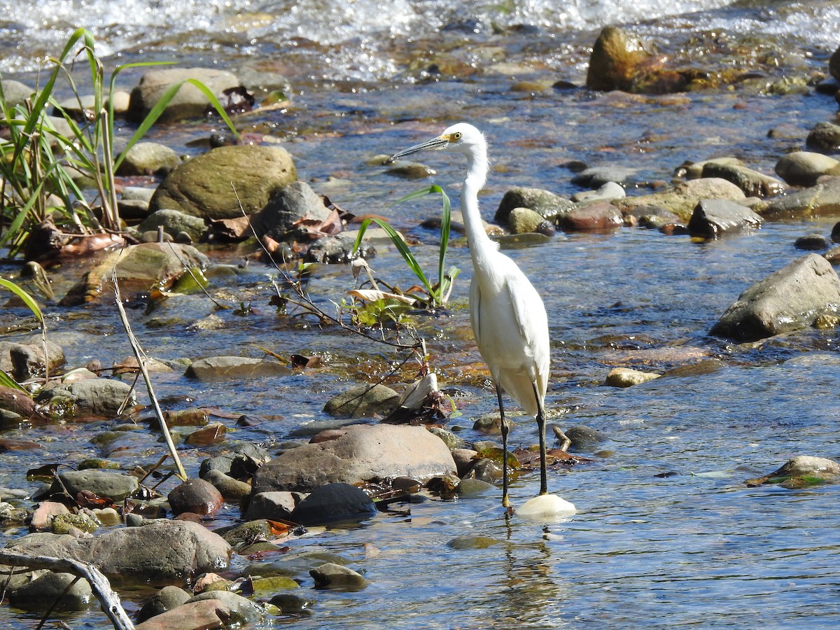 Snowy Egret - ML613276343