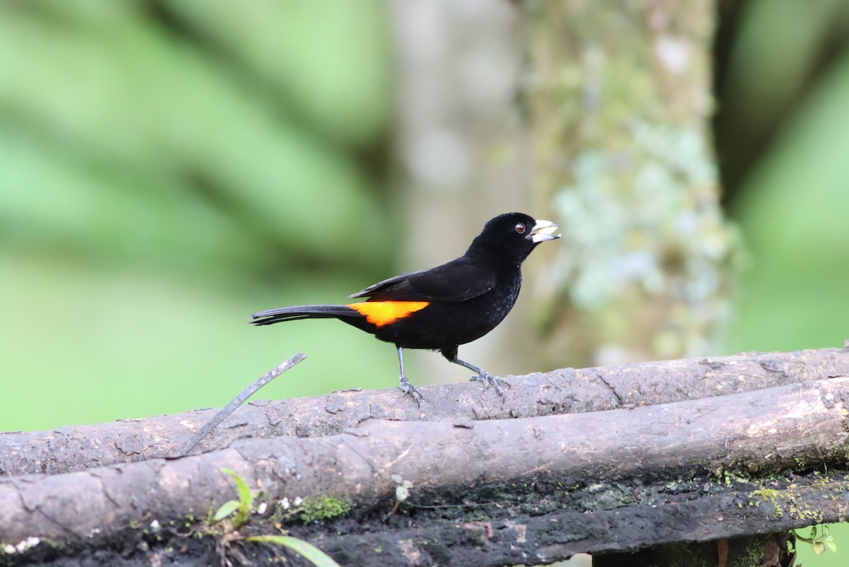 Flame-rumped Tanager (Flame-rumped) - Thomas Plath