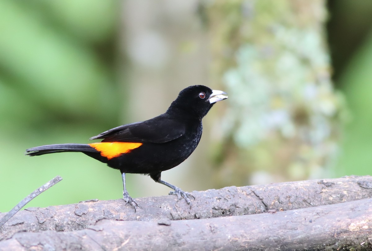 Flame-rumped Tanager (Flame-rumped) - Thomas Plath