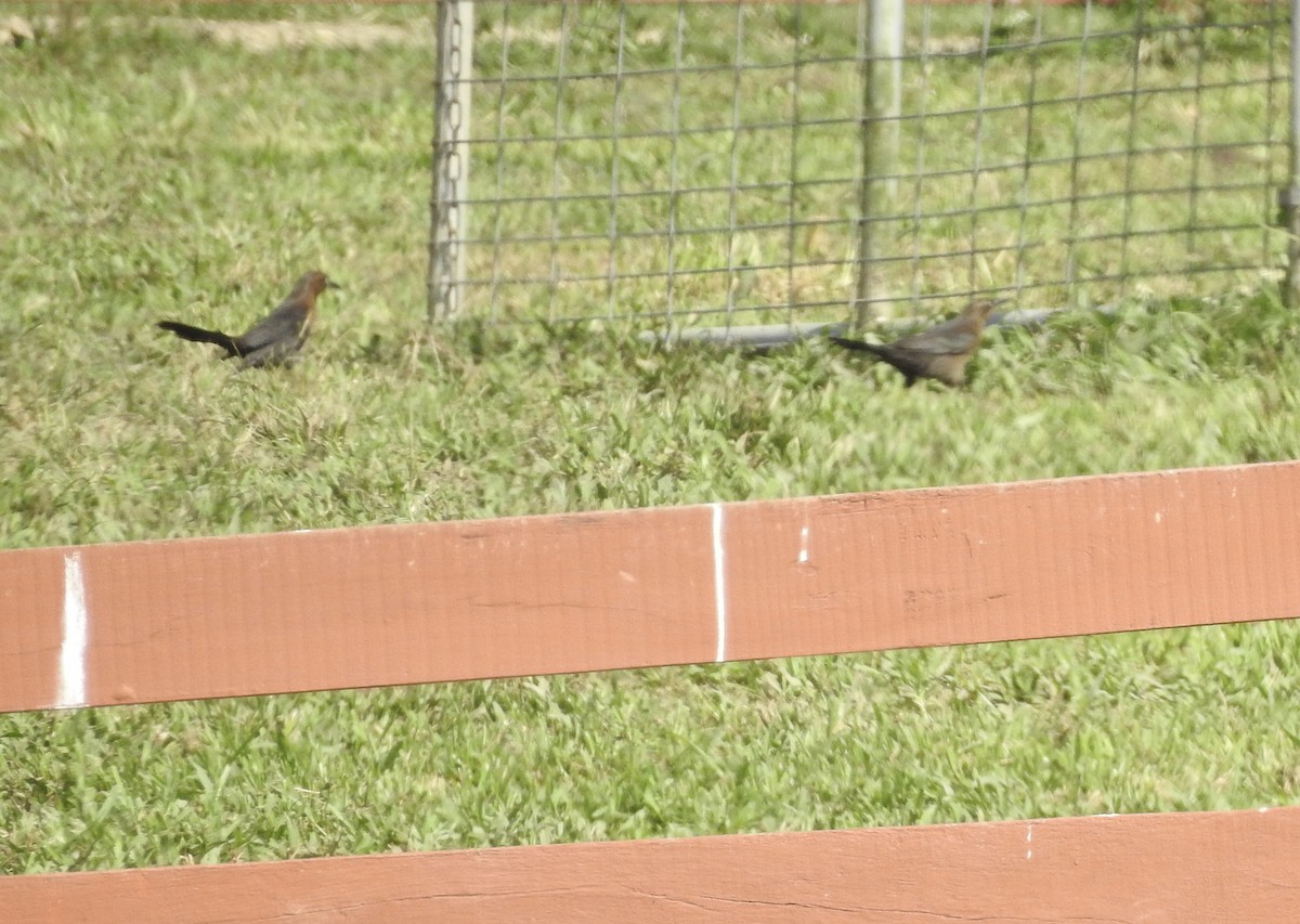 Great-tailed Grackle - ML613276388