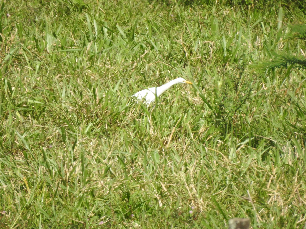 Western Cattle Egret - ML613276398