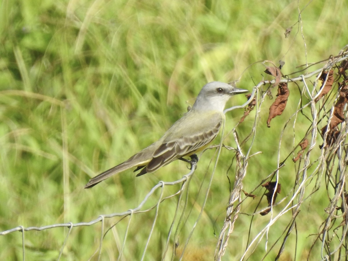 Tropical Kingbird - ML613276455