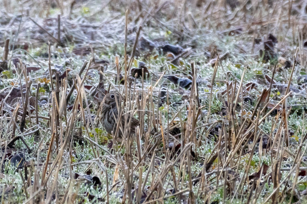 Vesper Sparrow - ML613276458