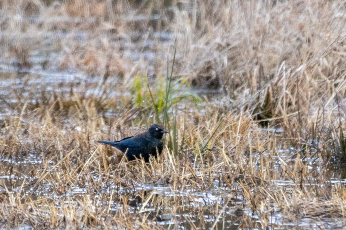 Rusty Blackbird - ML613276469