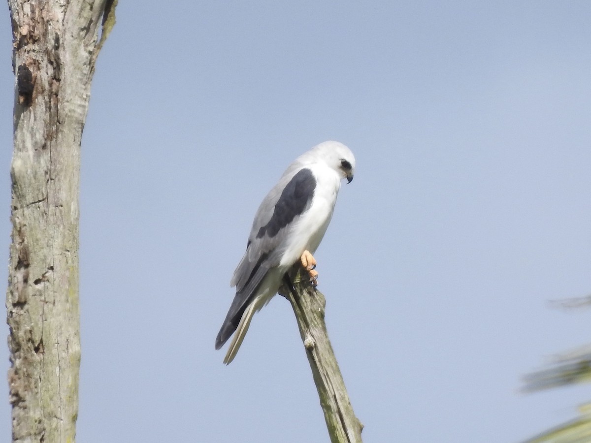 White-tailed Kite - ML613276471