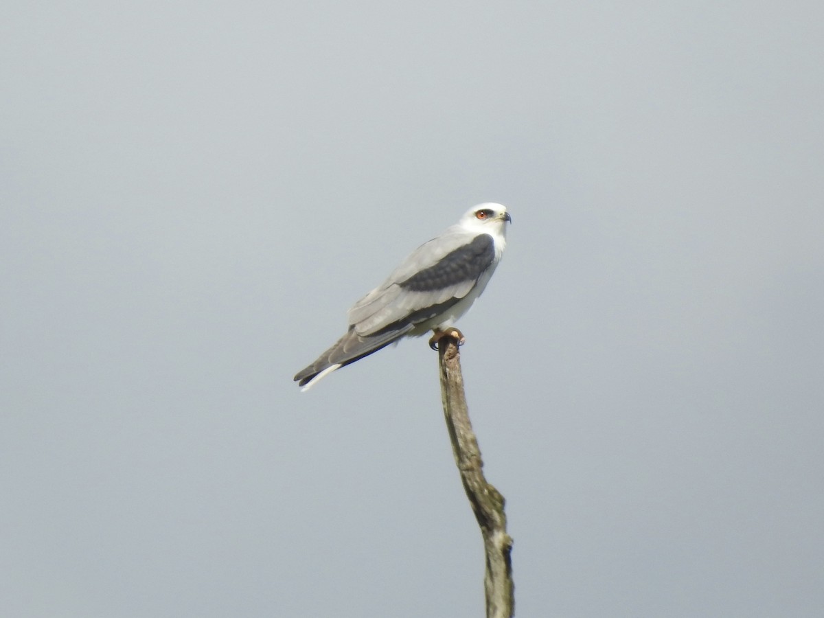 White-tailed Kite - ML613276478