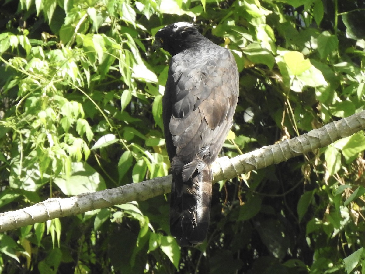 Águila Negra - ML613276569