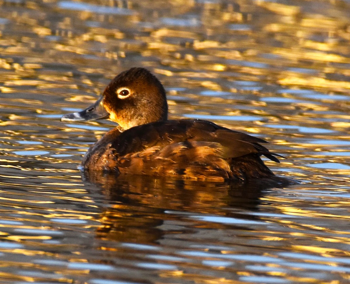 Ring-necked Duck - ML613276584