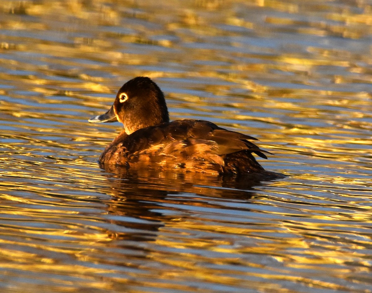 Ring-necked Duck - ML613276609