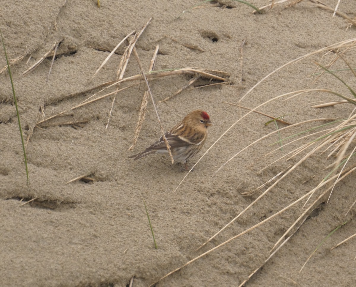 Common Redpoll - ML613276637