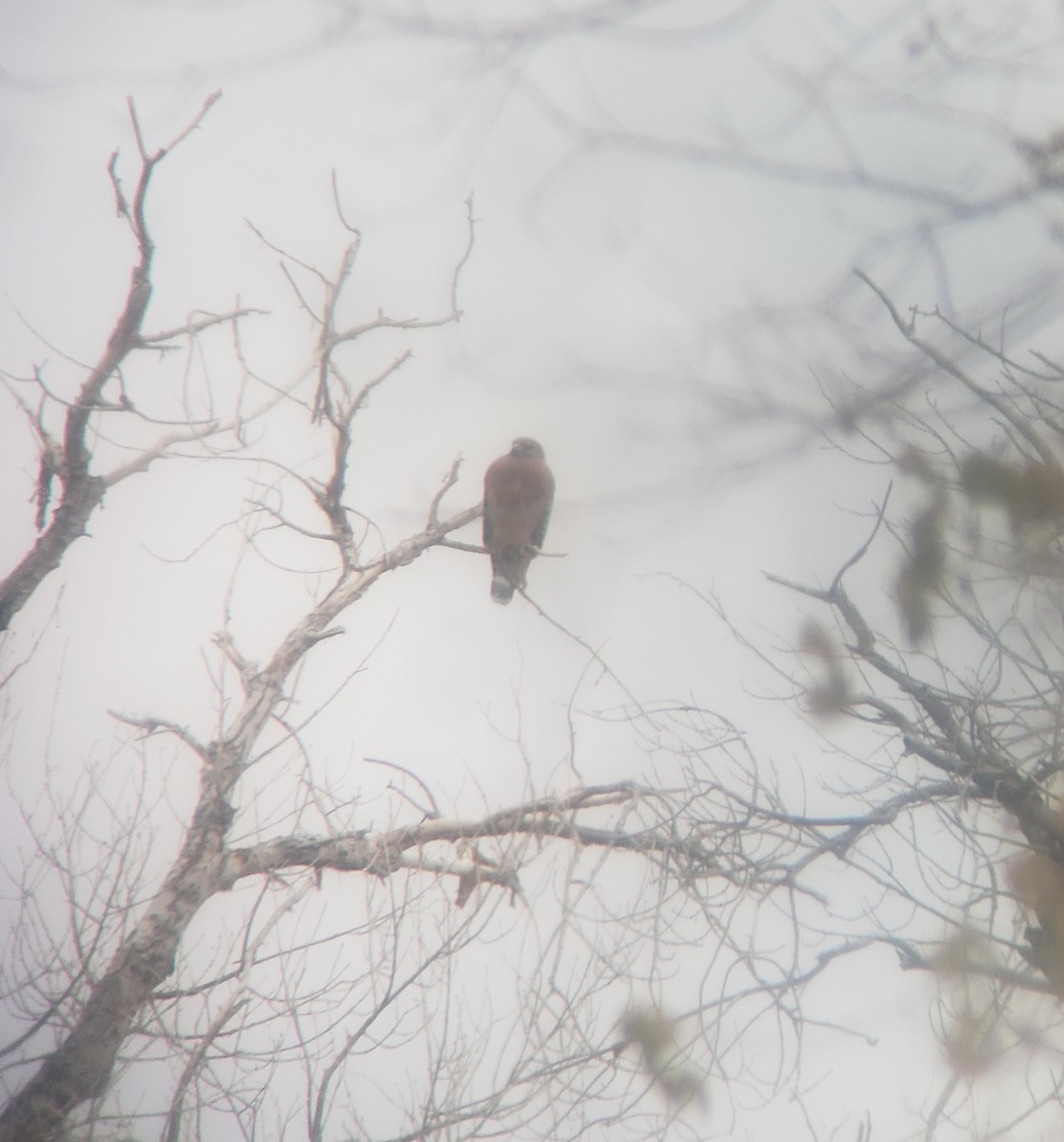 Red-shouldered Hawk - ML613276649