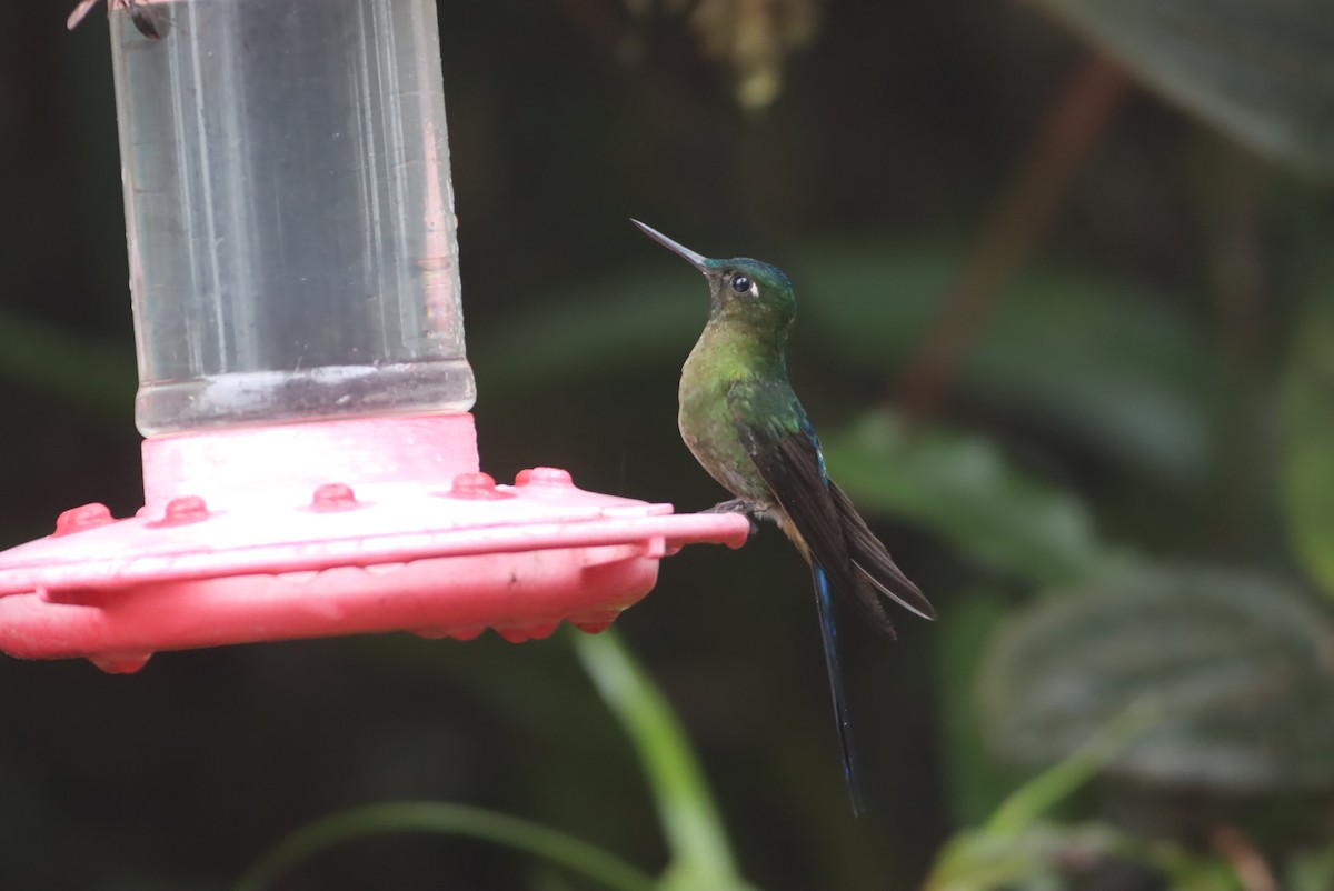 Violet-tailed Sylph - ML613276682