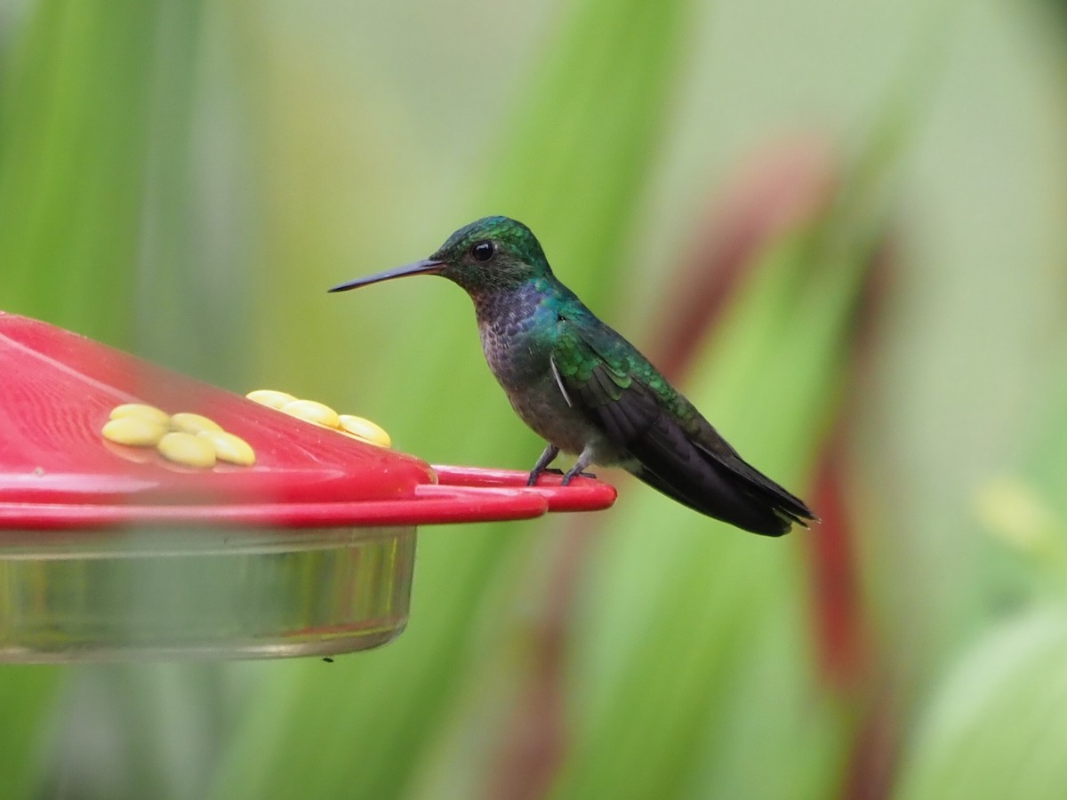 Blue-chested Hummingbird - ML613276692