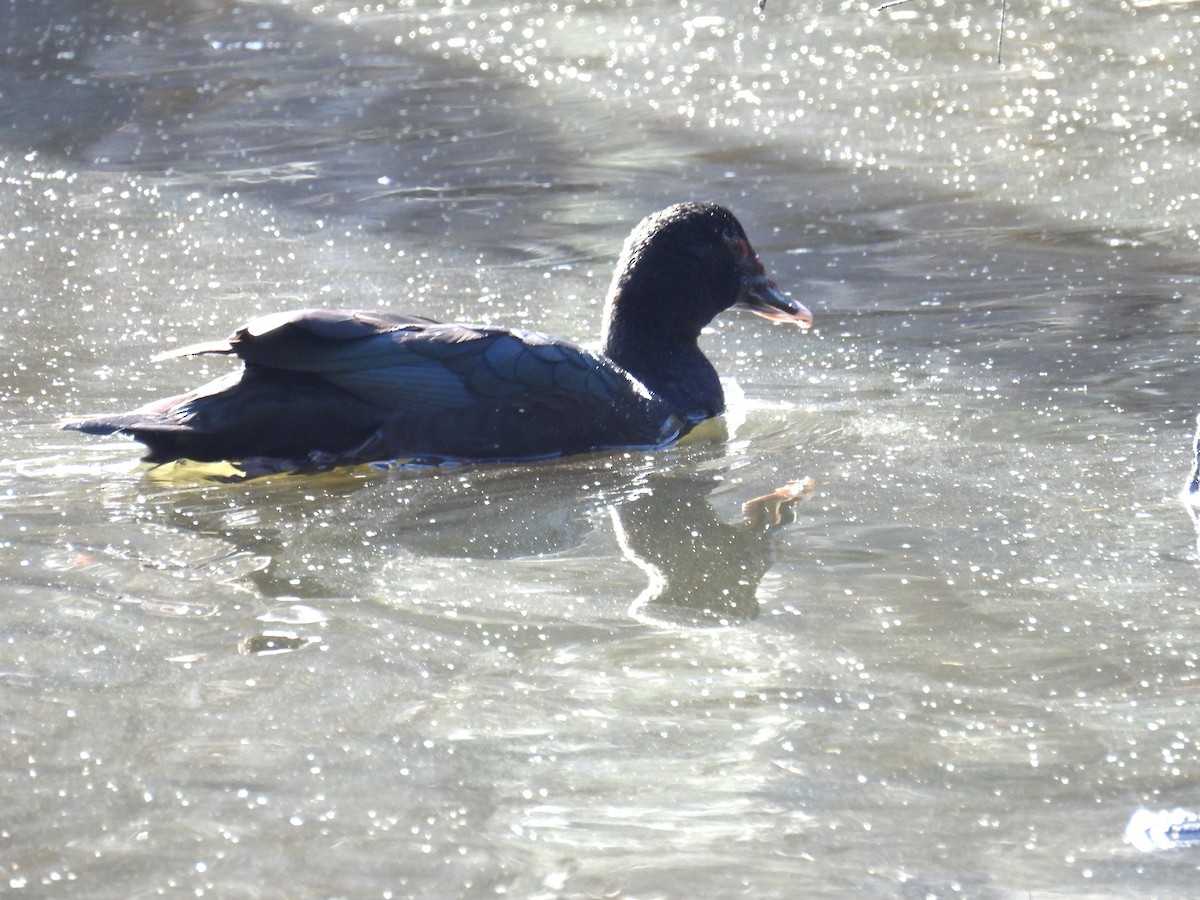 Muscovy Duck (Domestic type) - ML613276695