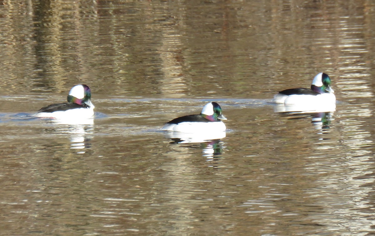 Bufflehead - ML613276858