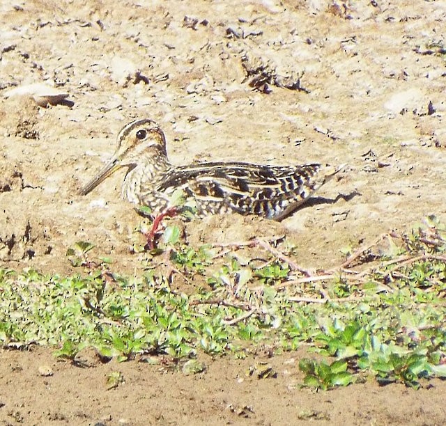 Bécassine du Paraguay - ML613276904