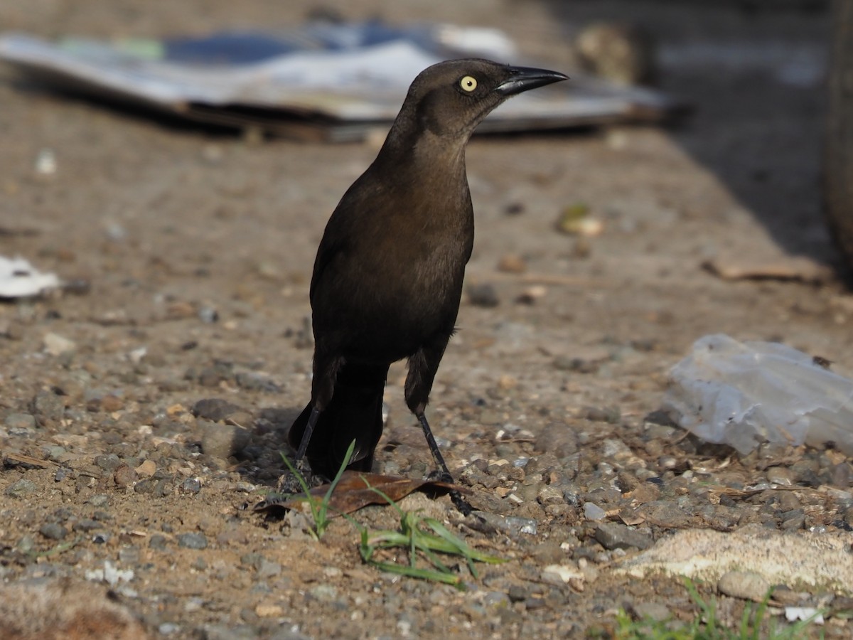 Carib Grackle - ML613276912