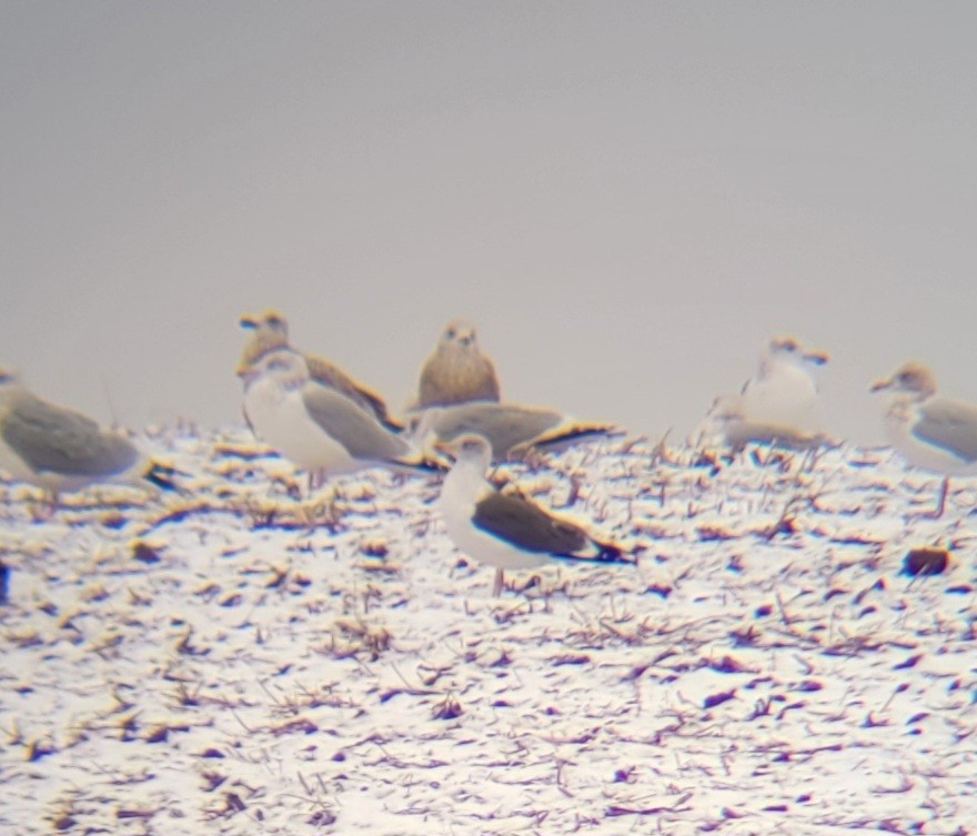 Lesser Black-backed Gull - ML613276945