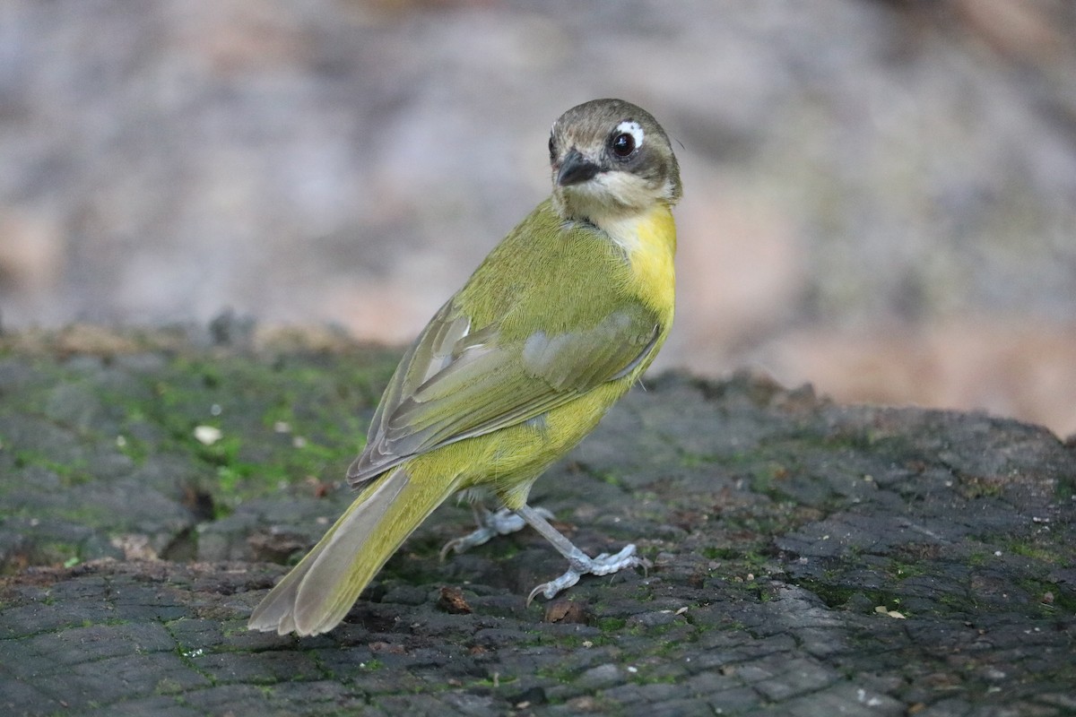 Common Chlorospingus (Argentina) - ML613276994