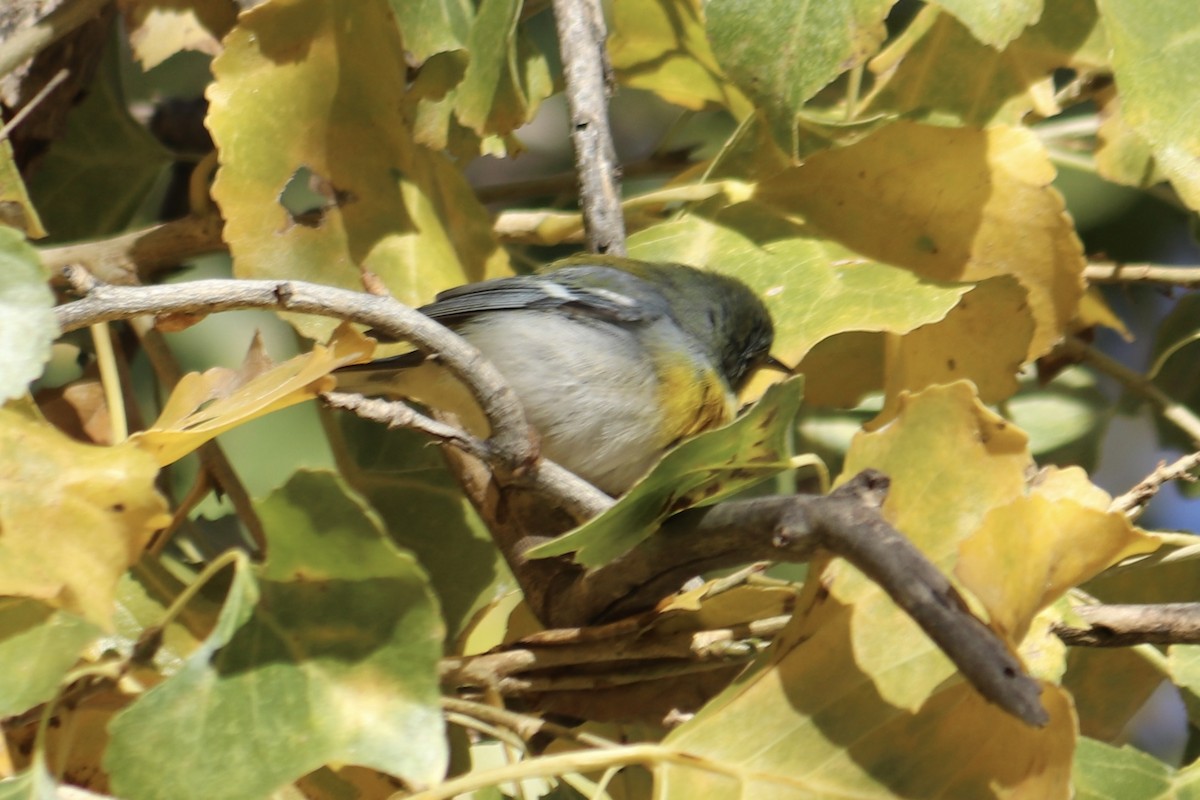 Northern Parula - ML613277018