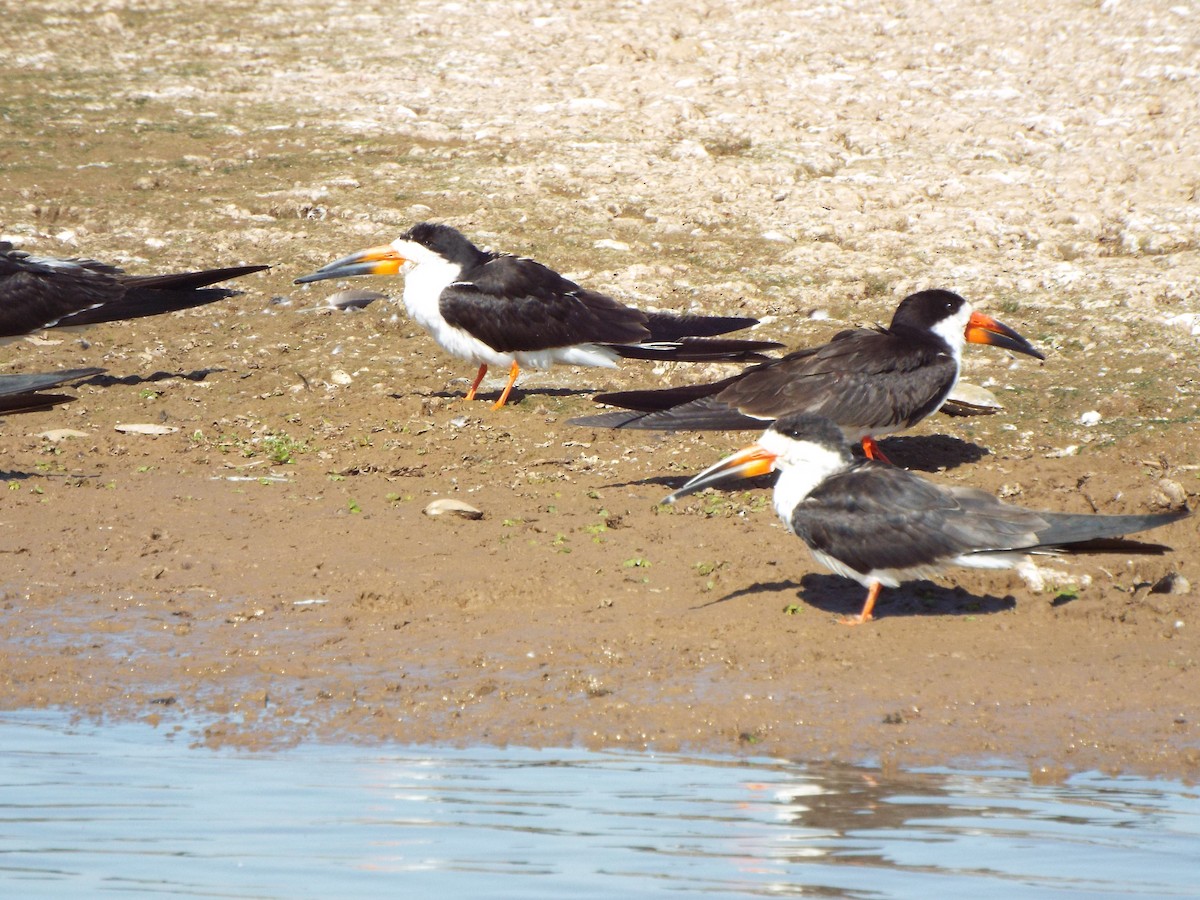 Black Skimmer - ML613277024