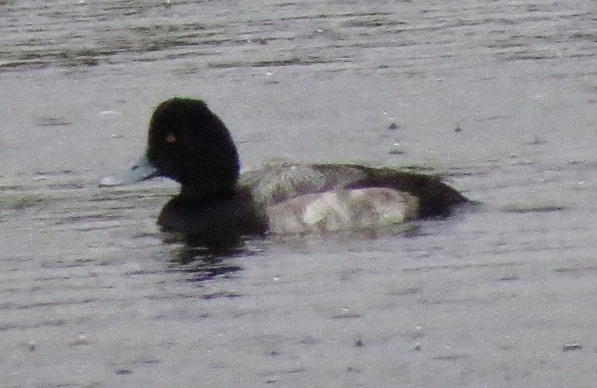 Lesser Scaup - Linda Vanderveen