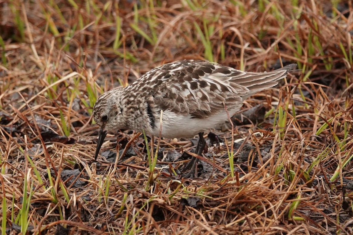 Bairdstrandläufer - ML613277100