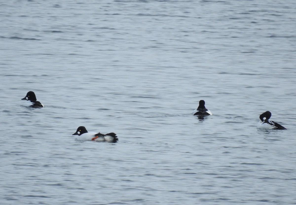 Common Goldeneye - ML613277114