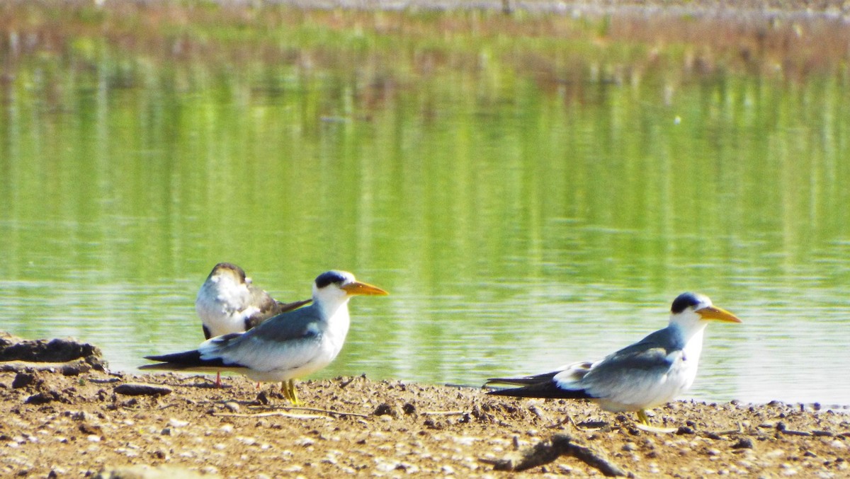 Large-billed Tern - ML613277137