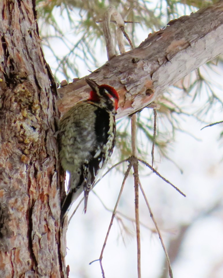 Red-naped Sapsucker - Natalie Tanner