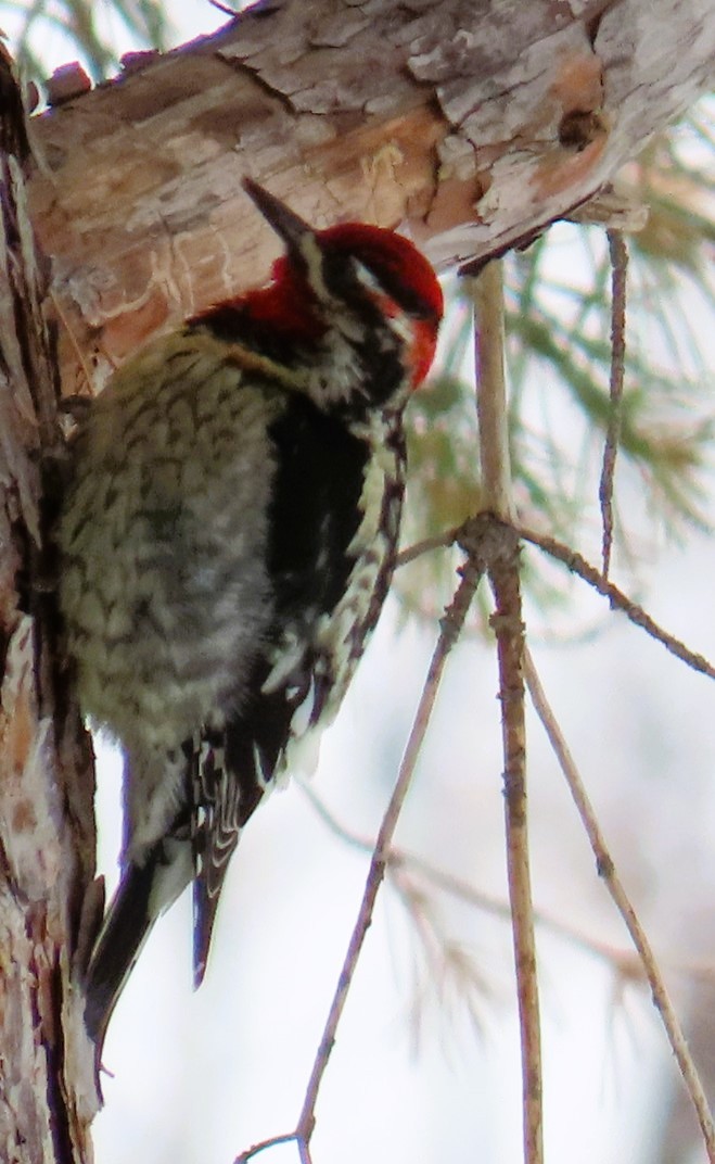 Red-naped Sapsucker - ML613277159