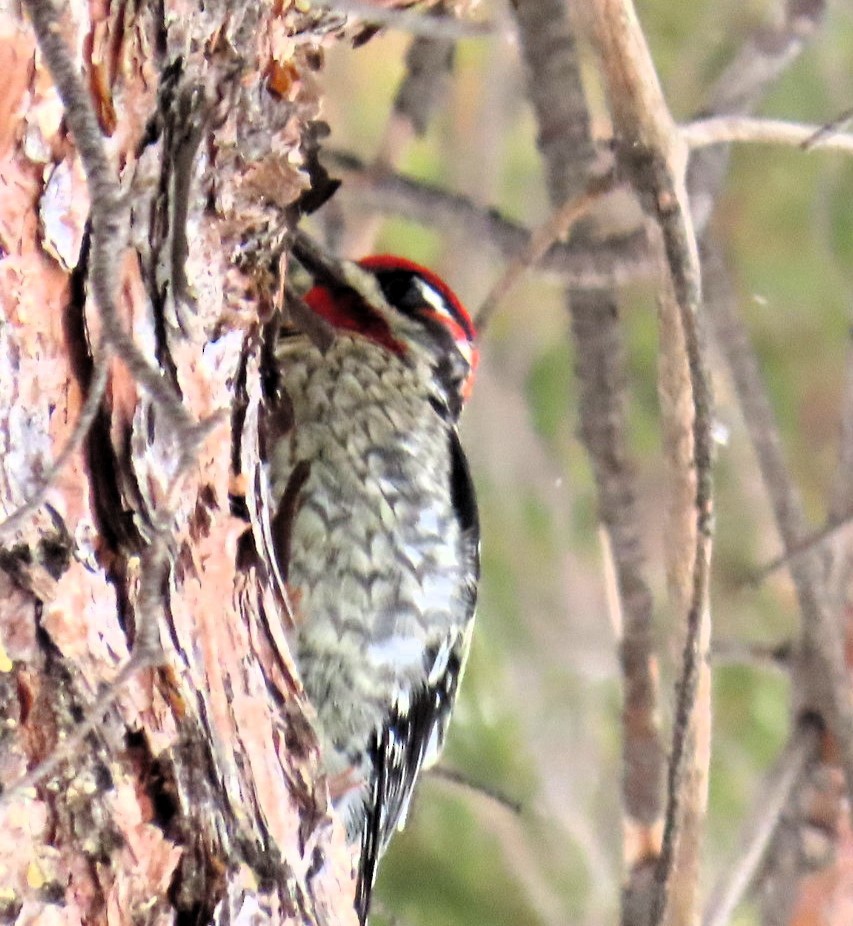 Red-naped Sapsucker - ML613277160