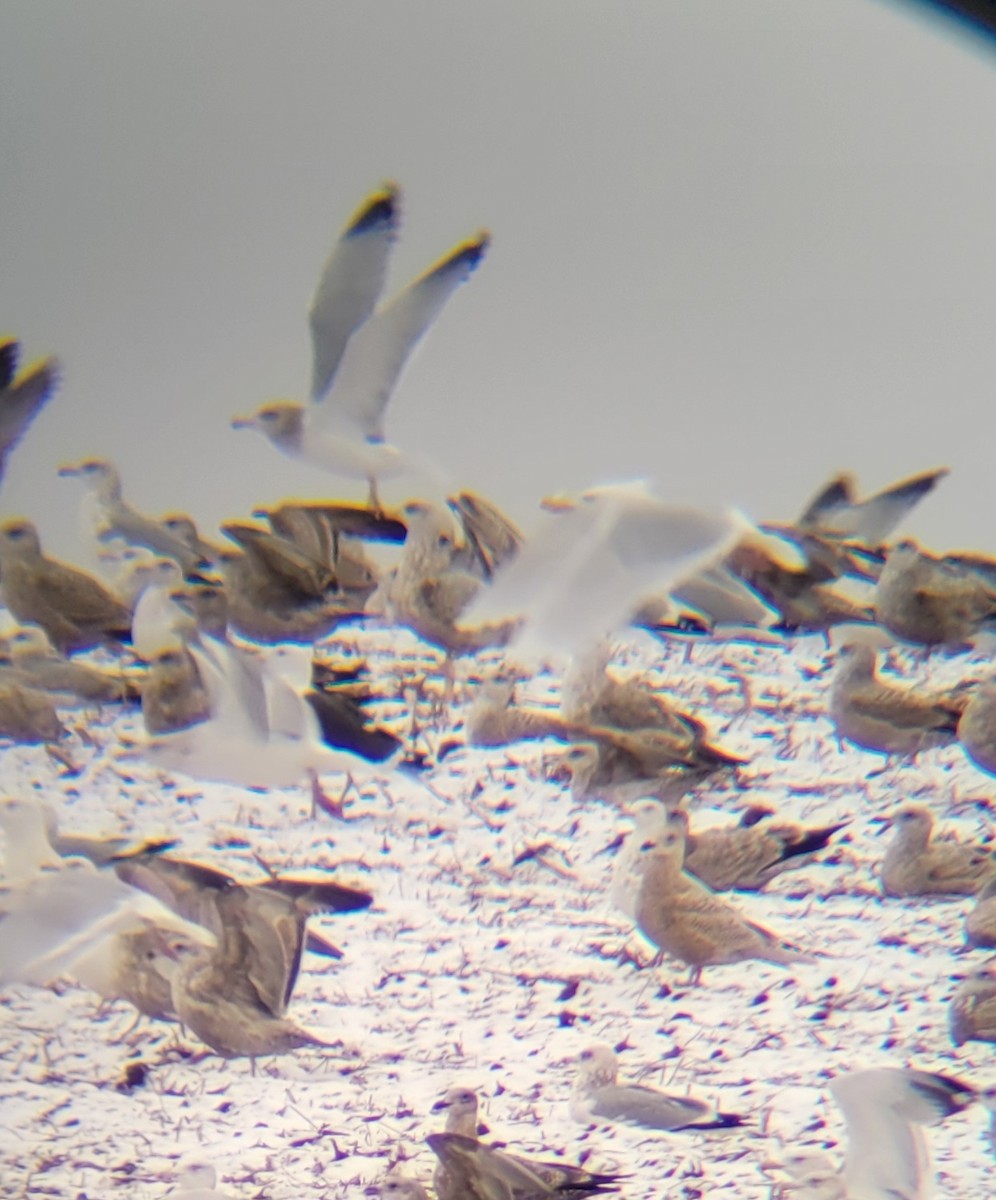 Glaucous Gull - David Schrab