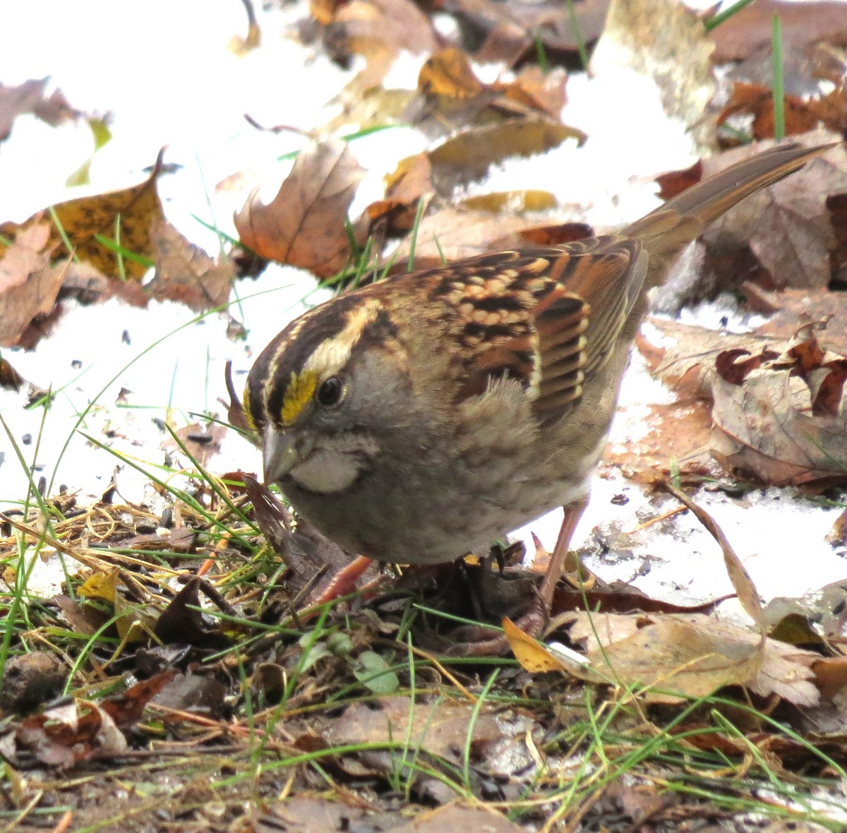 White-throated Sparrow - ML613277279