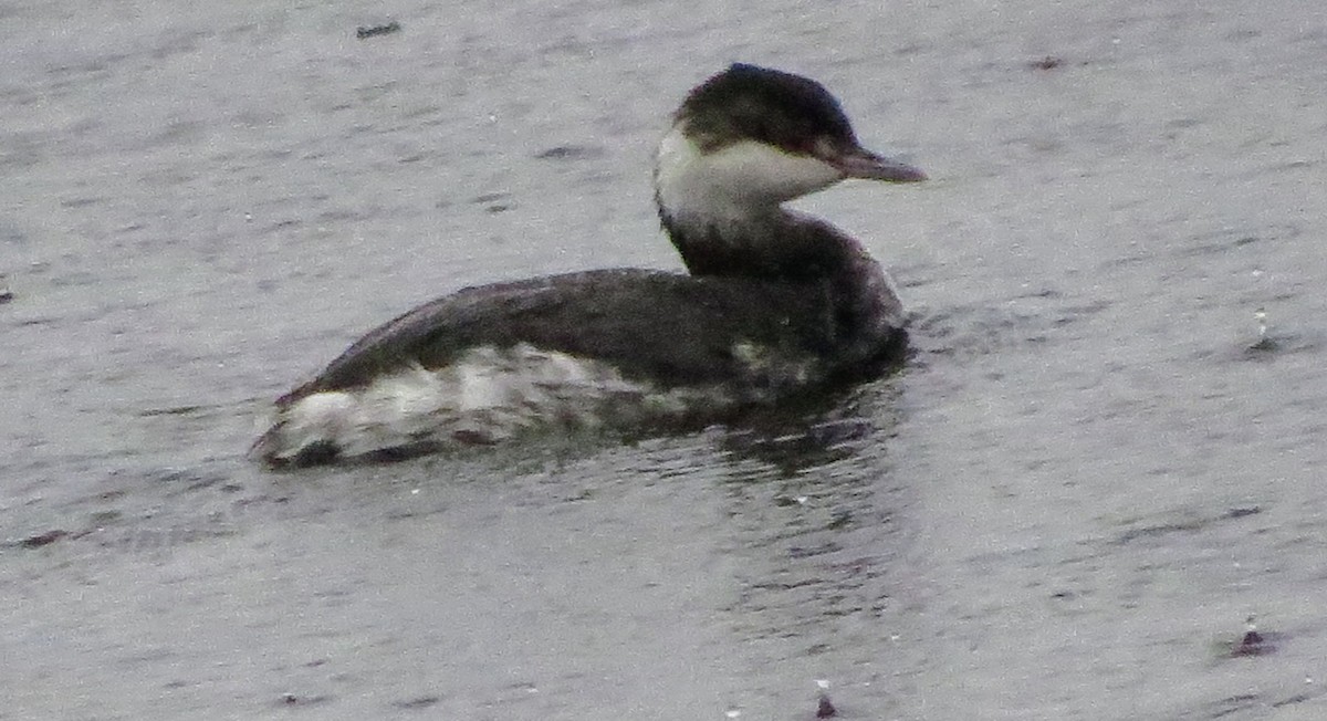 Horned Grebe - Linda Vanderveen