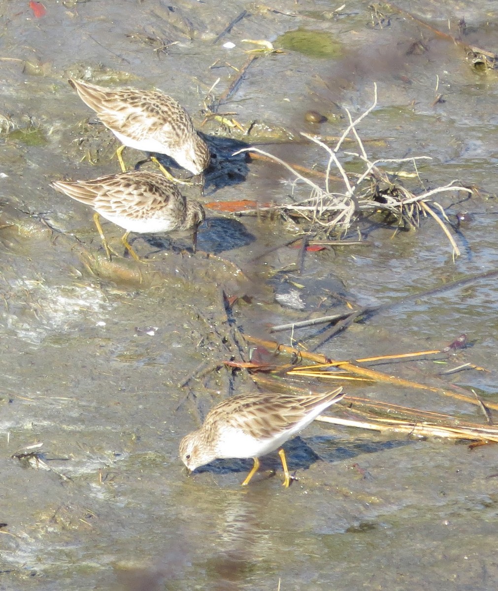 Dunlin - Linda Vanderveen