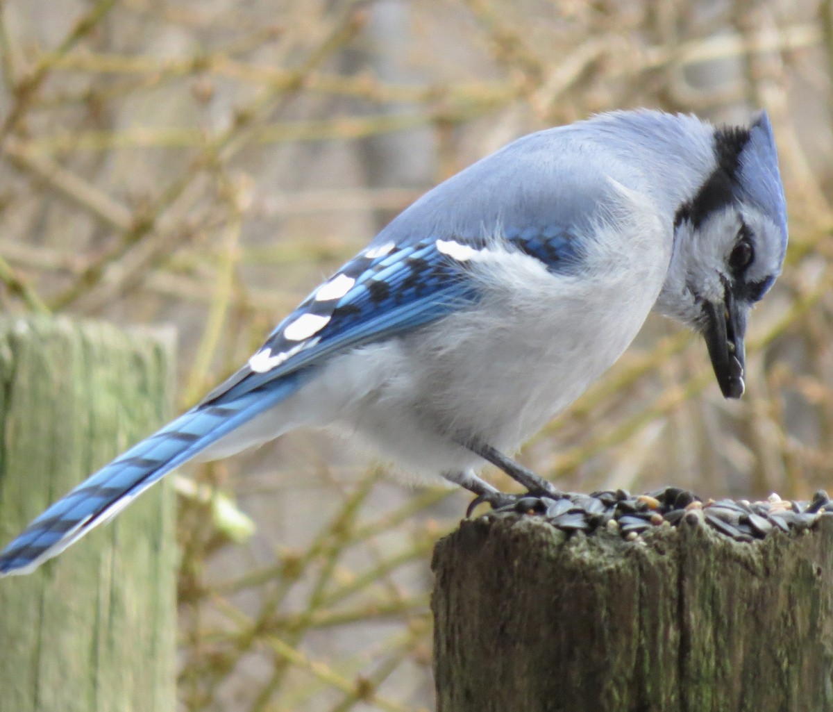 Blue Jay - ML613277324