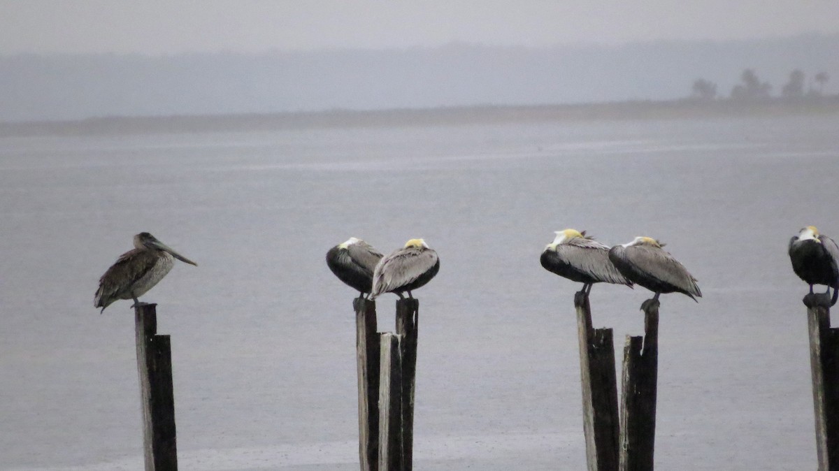 Brown Pelican - Linda Vanderveen