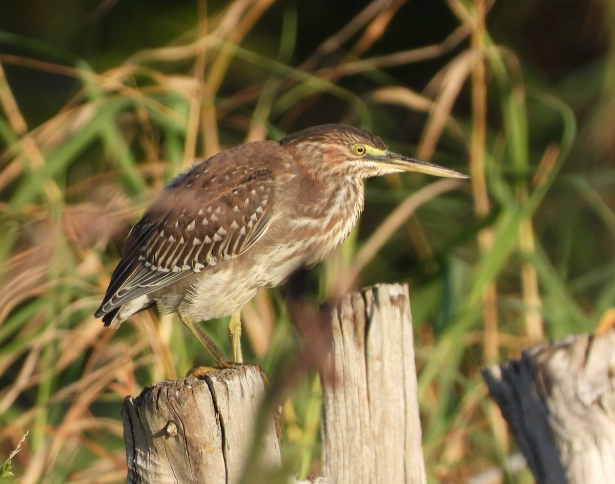 Green Heron - ML613277422