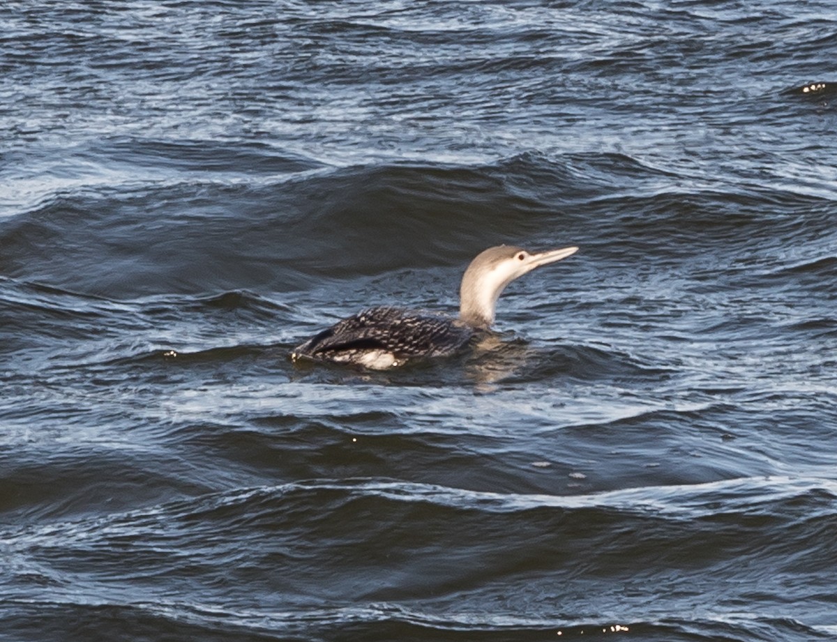 Red-throated Loon - ML613277451